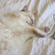 Illustration for article titled Jam Out With Your Cat to These Rocking Tunes